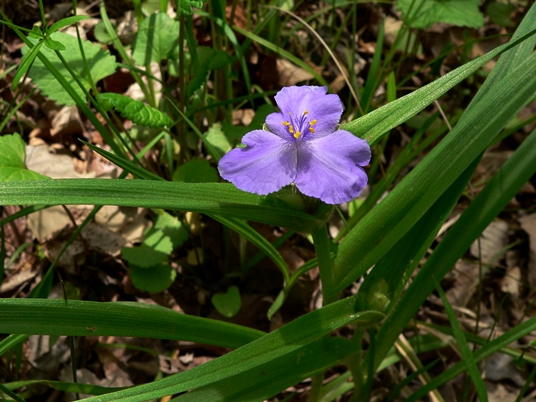 {Tradescantia virginiana}